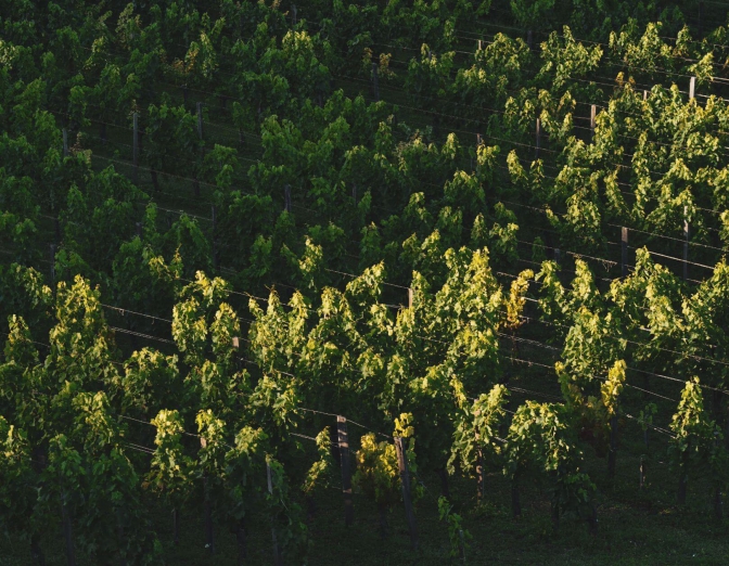 lafite wine tours bordeaux