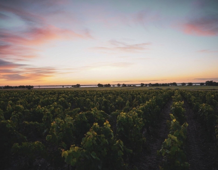 lafite wine tours bordeaux